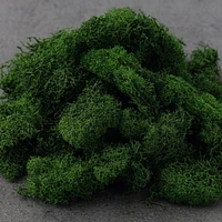 SuperMoss® Preserved Reindeer Moss, Forest