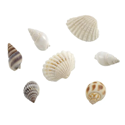 6 Pack: Shell Beads by Bead Landing™