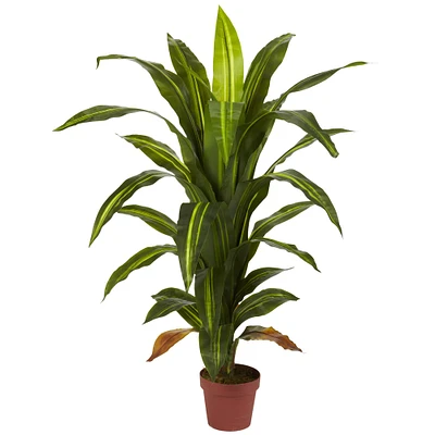 4ft. Potted Dracaena Plant