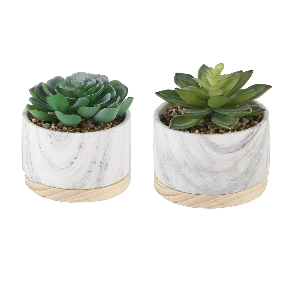 Flora Bunda® 6" Succulent in Marble Container, 2ct.