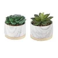 Flora Bunda® 6" Succulent in Marble Container, 2ct.