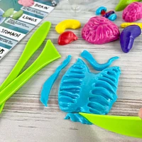 ArtSkills® Epic Lab Human Anatomy STEM Kit