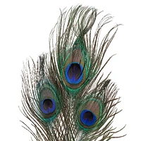 Peacock Feather Picks by Ashland®