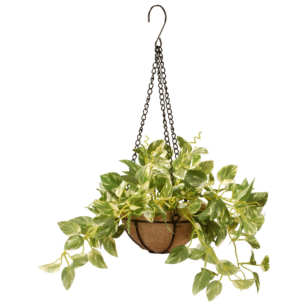 9" Pothos Plant in Hanging Basket