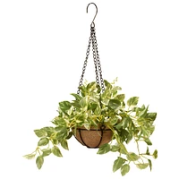 9" Pothos Plant in Hanging Basket