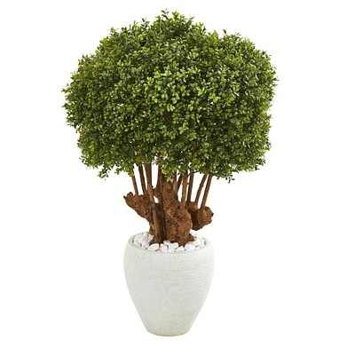 3.5ft. Boxwood Topiary Tree in White Planter