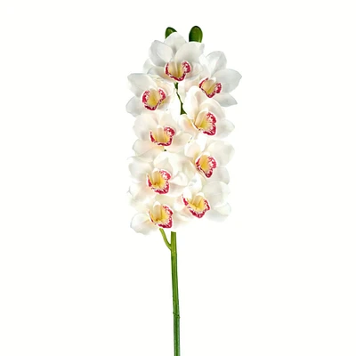 White Boat Orchid Stem