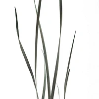 Green Magnolia Flax Grass Bundle by Ashland®