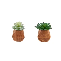 Flora Bunda® 4.5" Succulent Plant in Wood Pot, 2ct.