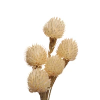 Dried White Gomphrena Decorative Naturals by Ashland®