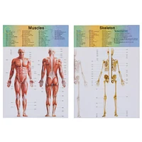 Toy Time Human Anatomy Model for Laboratory Learning