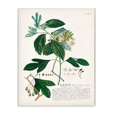 Stupell Industries Botanical Plant Lavrvs Illustration Wall Art Plaque