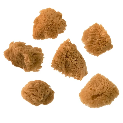 12 Packs: 6 ct. (72 total) Royal & Langnickel® Natural Sea Silk Sponge Set