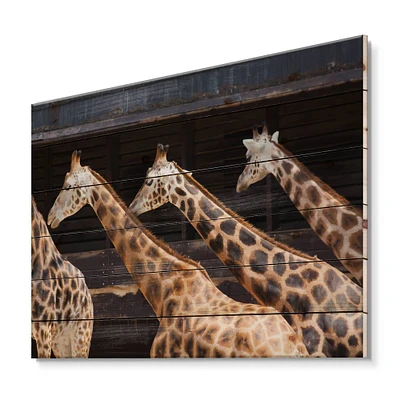 Designart - Three Giraffes Running