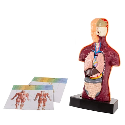 Toy Time Human Anatomy Model for Laboratory Learning