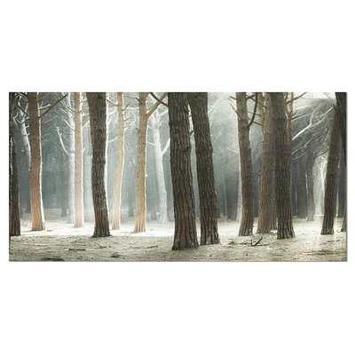 Designart - Maritime Pine Tree Forest with Rays - Oversized Forest Canvas Art
