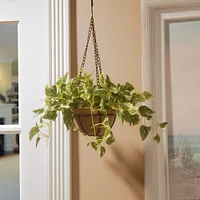 9" Pothos Plant in Hanging Basket