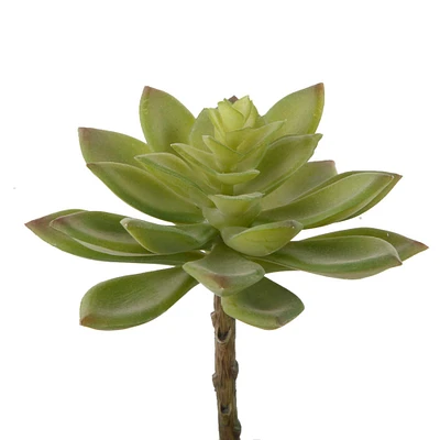 Flora Bunda® Jovibarba Emerald Spring Succulent Pick, 6ct.