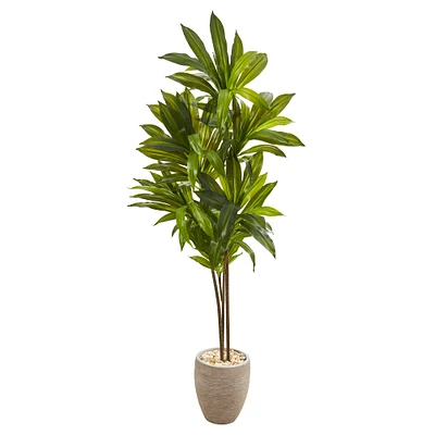 6ft. Dracaena Plant in Sand Colored Planter