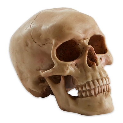 7" Grinning Highly Realistic Replica Human Skull Statue Home Décor