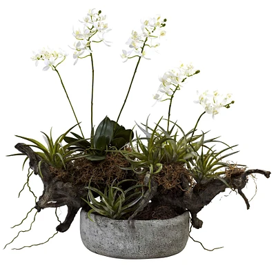 20" Orchid & Succulent Garden in Decorative Pot