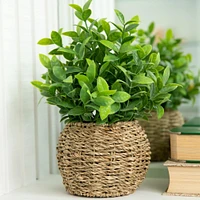 Flora Bunda® 11.7" Tea Leaf Plant in Basket