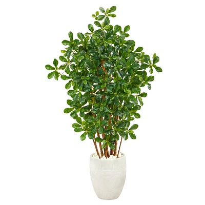 4.5ft. Black Olive Tree in White Planter