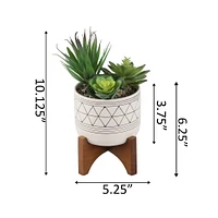 Flora Bunda® 4" Faux Succulents in Ceramic Footed Stand