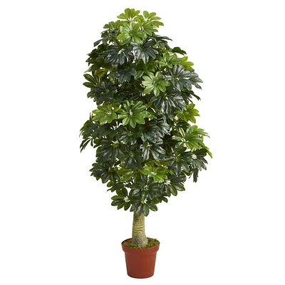 5ft. Potted Umbrella Tree