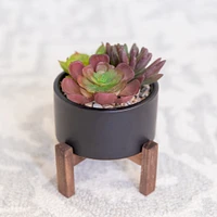 Flora Bunda® 8" Succulent Mix in Pot with Stand