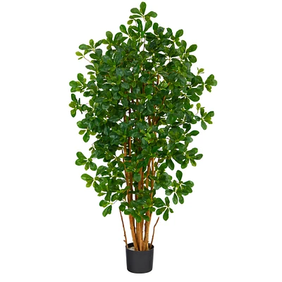 4.5ft. Potted Black Olive Tree