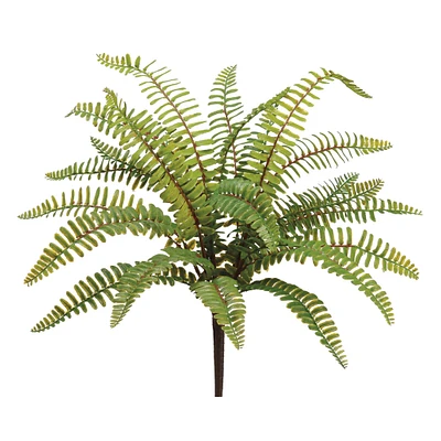 Boston Fern Bush 