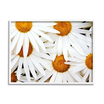 Stupell Industries Blooming Daisy Florals White Petals Flower Field Photography Framed Wall Art