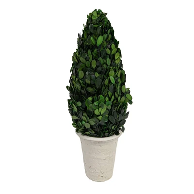 17'' Boxwood Cone Topiary in White Clay Pot