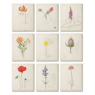 Stupell Industries Vintage Watercolor Sketches of Natural Botanicals,11' x 14"