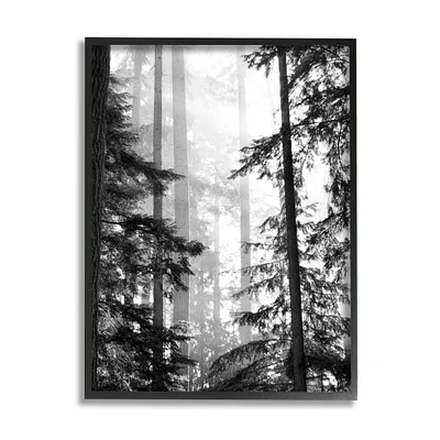 Stupell Industries Forest Light Shining Through Tall Trees Landscape Photography Framed Wall Art