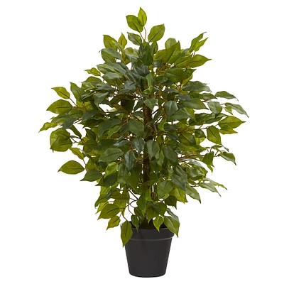 20" Potted Mini Ficus Tree