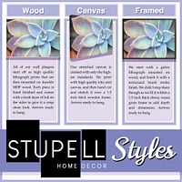 Stupell Industries Botanical Plant Illustration Wall Art in Frame