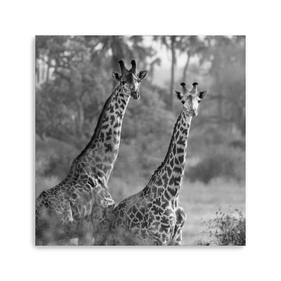 A Pair Of Giraffes Canvas Giclee