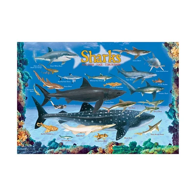 Smart Kids Collection - Sharks: 100 Pcs