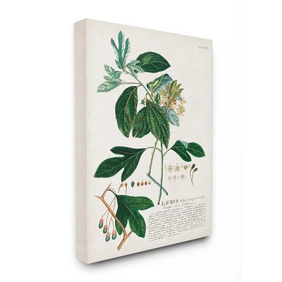 Stupell Industries Botanical Green Plant Illustration Wall Art 