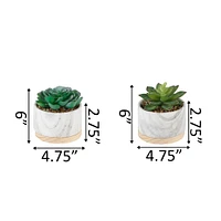 Flora Bunda® 6" Succulent in Marble Container, 2ct.