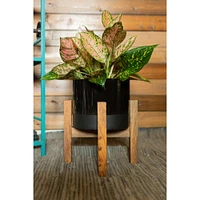 Flora Bunda 8" Black Large 2 Tone Pot On Wood Stand