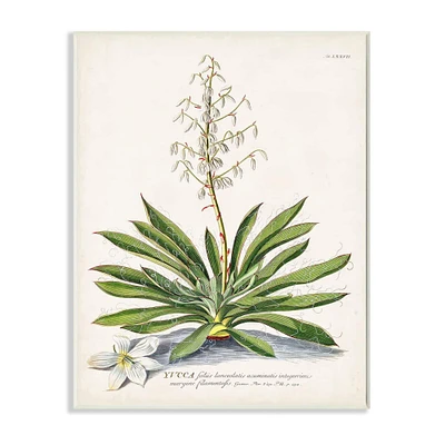 Stupell Industries Botanical Plant Illustration Ferns Vintage Design Wall Plaque