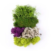 24 Pack: SuperMoss® Purple & Green Preserved Mixed Moss