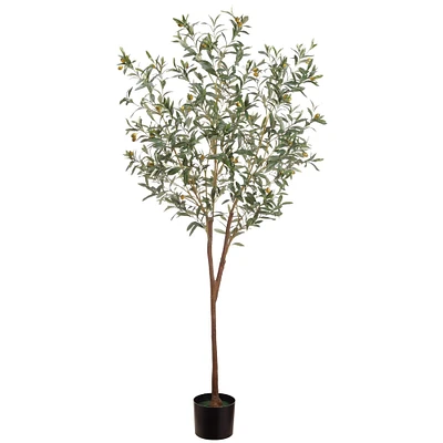 6ft. Olive Tree