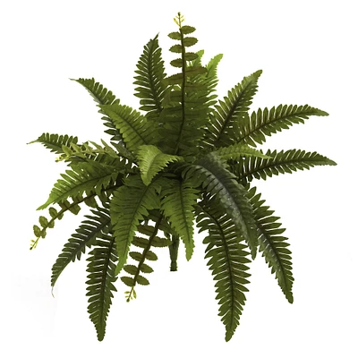 Boston Fern, 6ct.