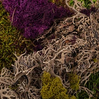 24 Pack: SuperMoss® Purple & Green Preserved Mixed Moss