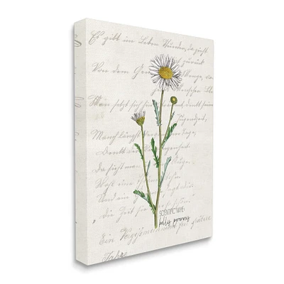 Stupell Industries Vintage Daisy Illustration Latin Script Study Canvas Wall Art