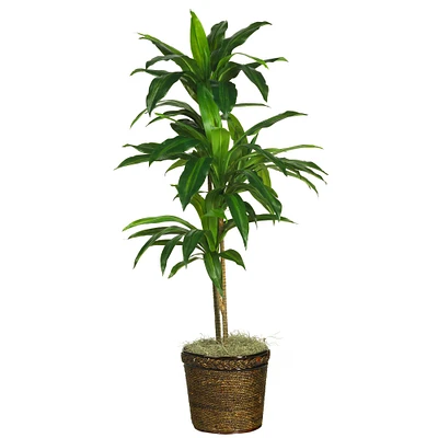 4ft. Potted Dracaena in Basket Planter